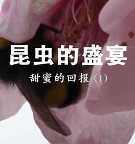 2021纪录片《昆虫的盛宴》迅雷下载_中文完整版_百度云网盘720P|1080P资源