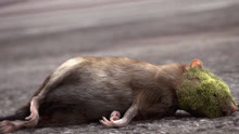 老鼠吃了一颗霉菌果子，身体被霉菌覆盖，城市也被侵袭#围城