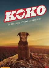 <b><font color='#FF0000'>Koko:红犬历险记</font></b>